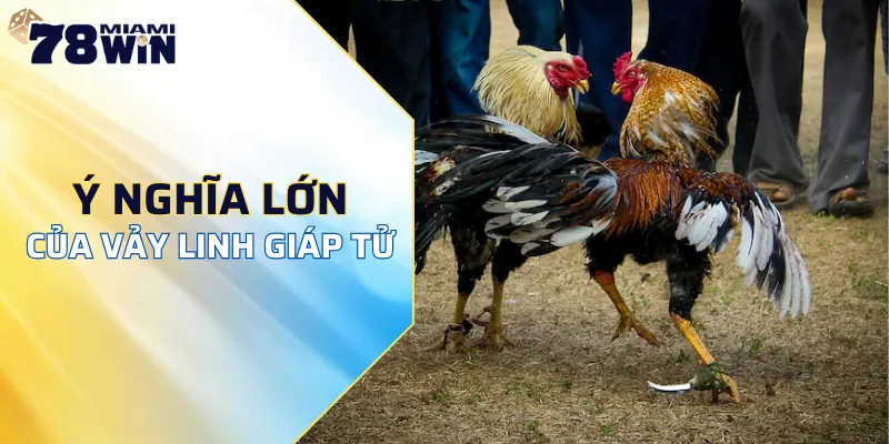 Ý nghĩa của các chiến kê sở hữu vảy linh giáp tử gà đá